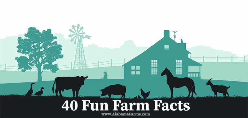 Fun Farm Facts