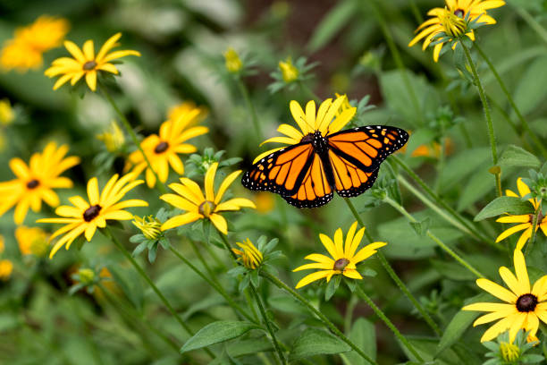 Black-Eyed Susan