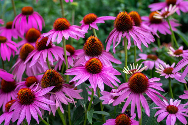 Coneflower