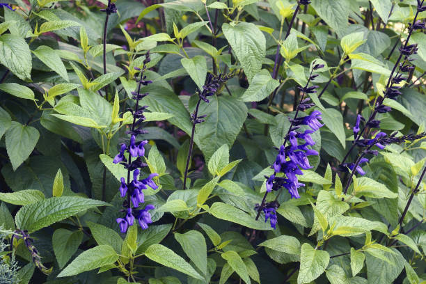 Salvia