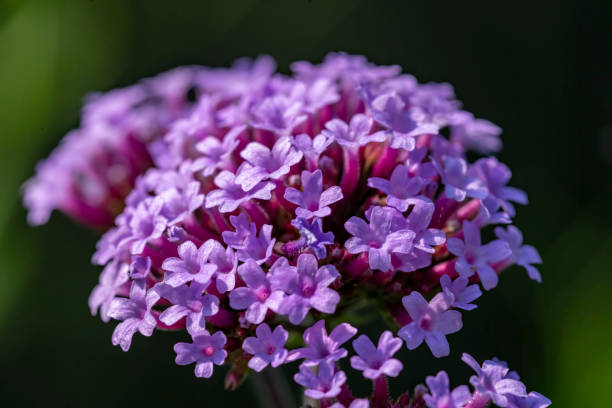 Verbena