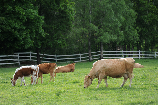 Cattle in Pasture