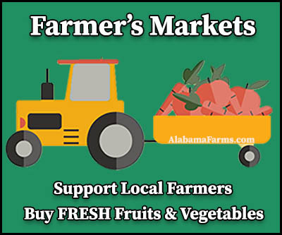 Farmer's Markets