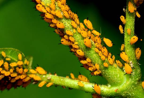 Aphids