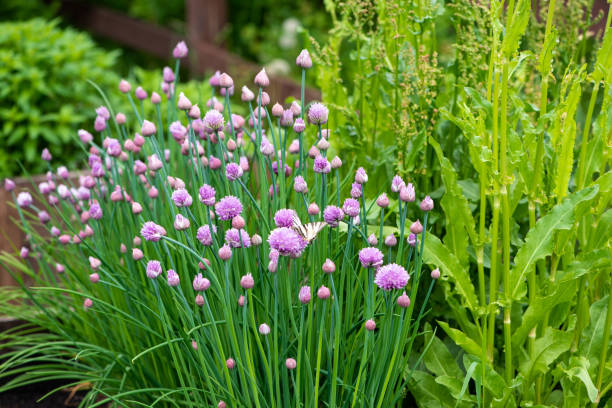 Chives