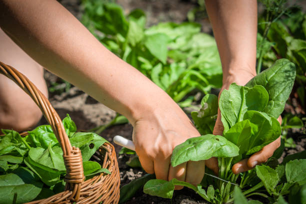 Vegetable Garden