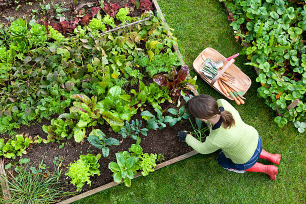 Gardening Vegetables