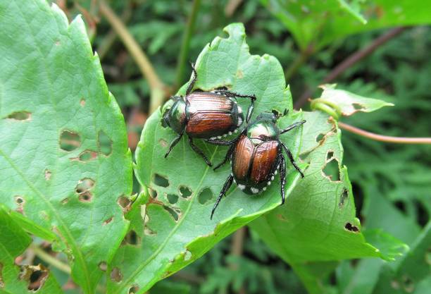 Garden Pest