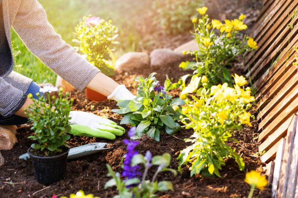 Edible Garden