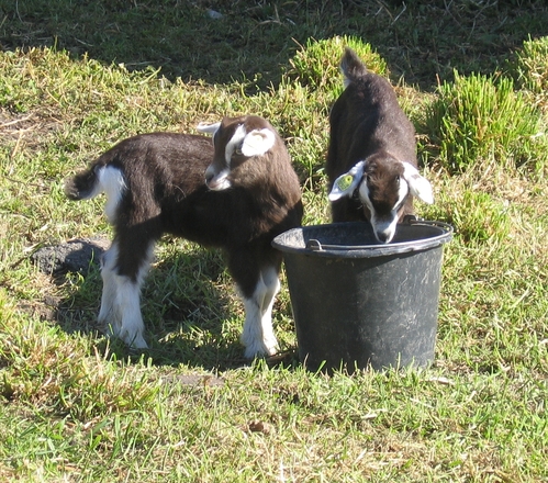 Goats Eating