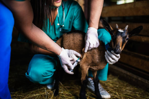 Goat Health