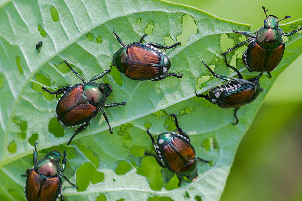 Japanese Beetles