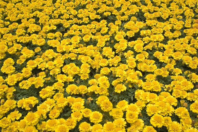 Marigolds