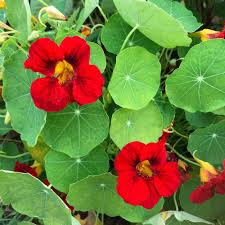 Nasturtiums