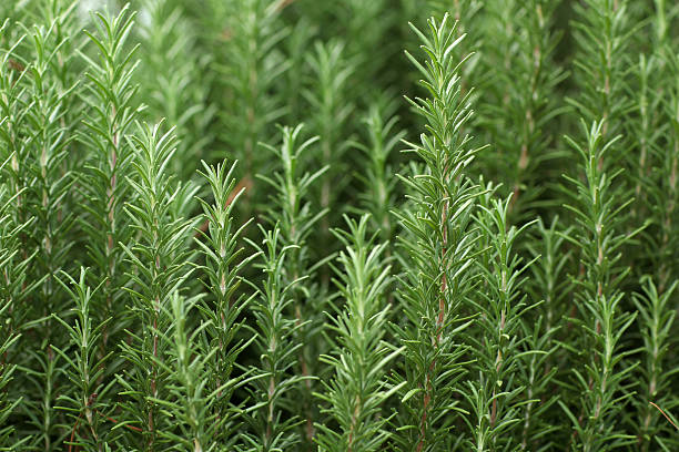 Rosemary