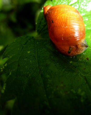 Snails