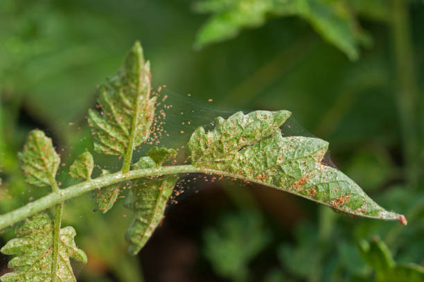 Spider Mites