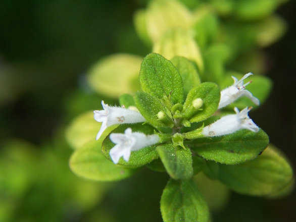 Flowering Stevia Plant