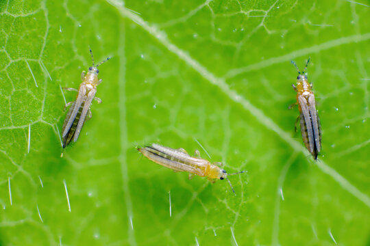 Thrips