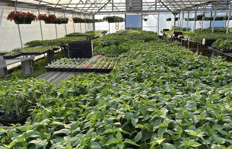 BrownsGreenhouses 768x496