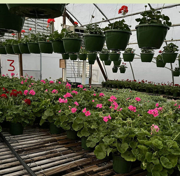 BrownsGreenhouses2 768x751