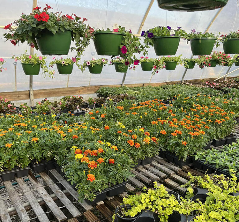 BrownsGreenhouses3 768x712