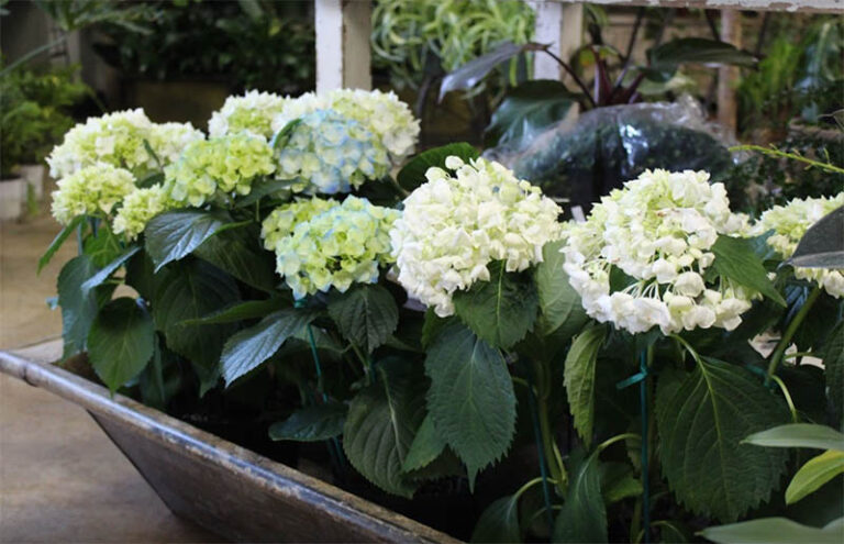 LittleMountainNursery 768x495