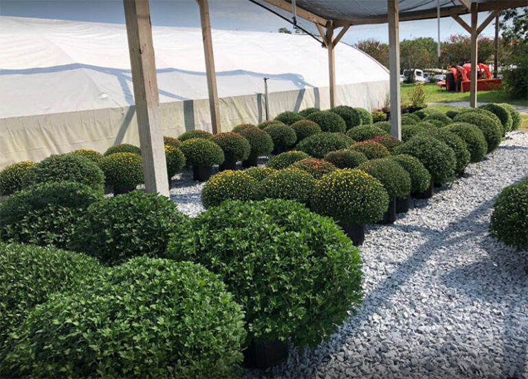 LittlePinkHouseProduce2 768x552