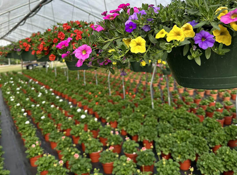 SlaysNursery 768x568