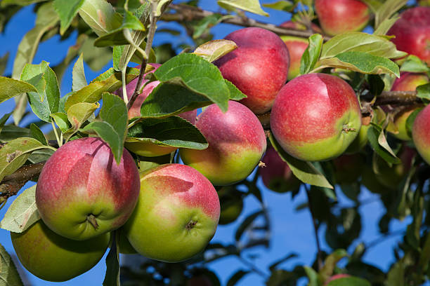 Exploring the Diverse World of Apple Varieties: Classics