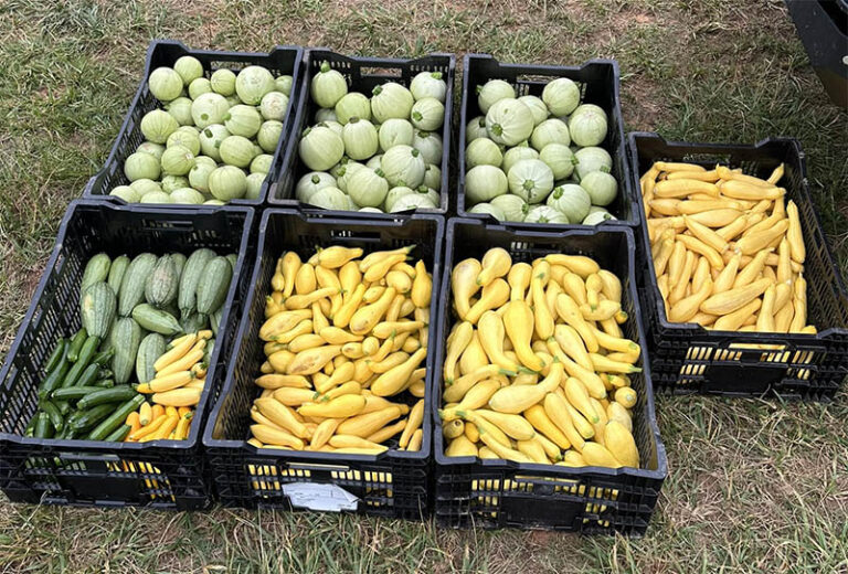 GrownByGraceFarms 768x520
