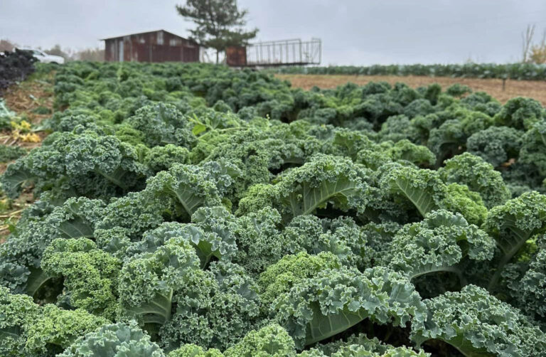 GrownByGraceFarms3 768x502
