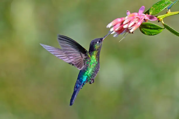 Humming Bird on Flower