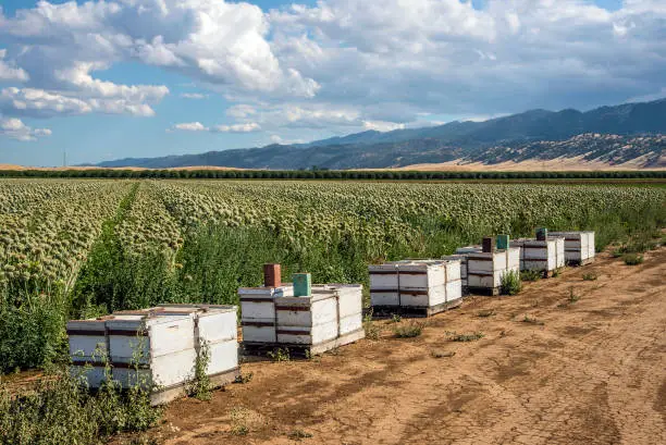 Beehives on Farm