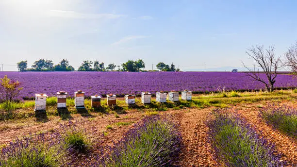 Beehives on Lavender Farm