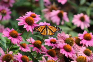 Flowers & Butterfly