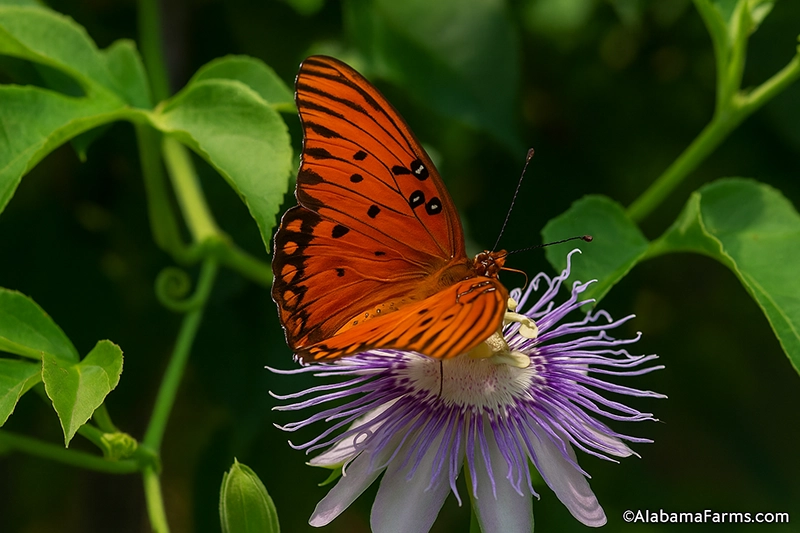 Gulf fritillary butterfly resting on a passionflower vine with bright orange wings contrasting against purple blooms
